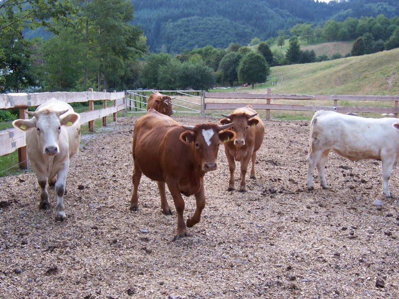 Schnurrenhof Lägenhet Seebach Exteriör bild